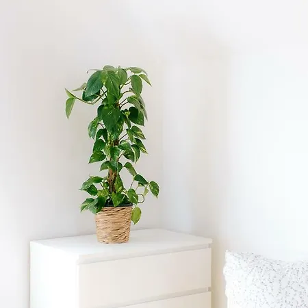 Steira-studios Apartman *