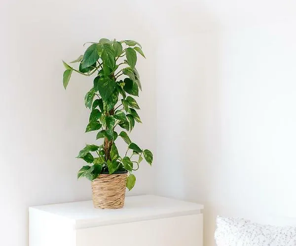 Steira-studios شقة *